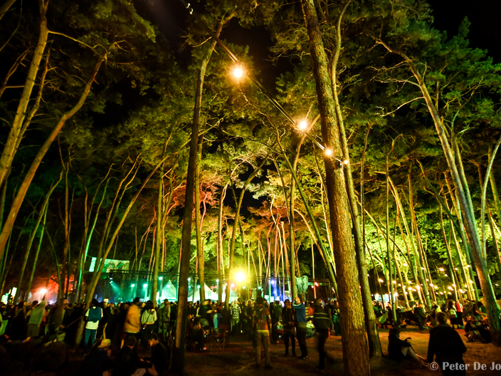 dub forest night