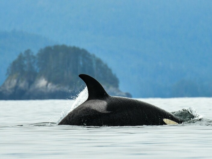 You may use our photographs royalty free under all of these conditions ONLY:  – For use exclusively with information about Maple Leaf Adventures trips  – Photo credit is given to the photographer who took the shot, whose name is in the file name (for example, Jeff Reynolds or Kevin Smith). If there is no name then contact us MapleLeaf@MapleLeafAdventures.com – this goes to one of the owners (Maureen) or her staff, who will get you an answer quickly.  Thank you.