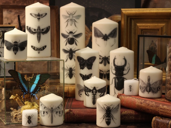 Collection de bougies entomologie.